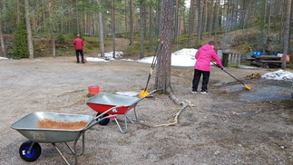 Neulasia ja käpyjä tulee paljon. Molemmille kottikärryille oli käyttöä