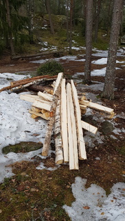 Siinä monta odottaa myöhempää katkaisemista klapiksi.